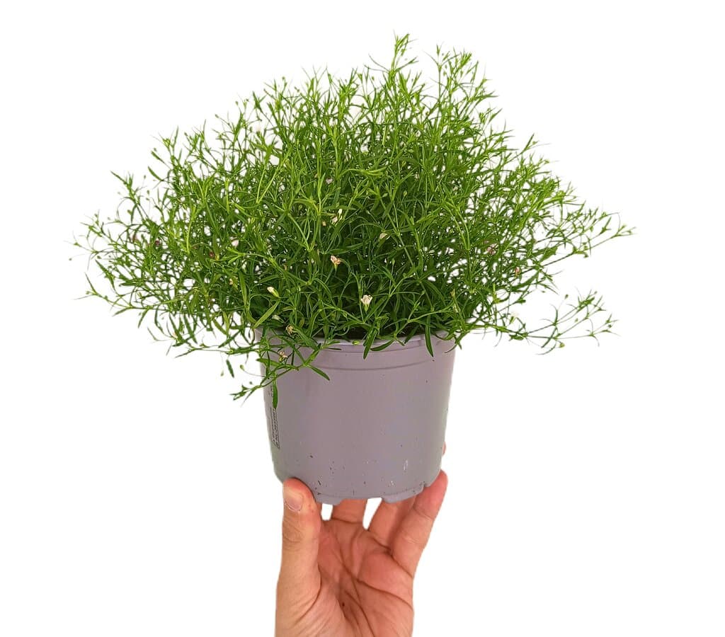 Gypsophila Muralis M13_0