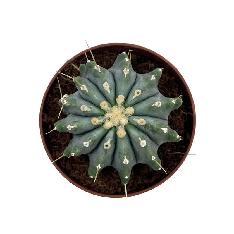 Ferocactus Glaucescens Inermis Cactus Y Suculentas