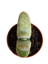 Aloe marlothii planta suculenta joven Ø5
