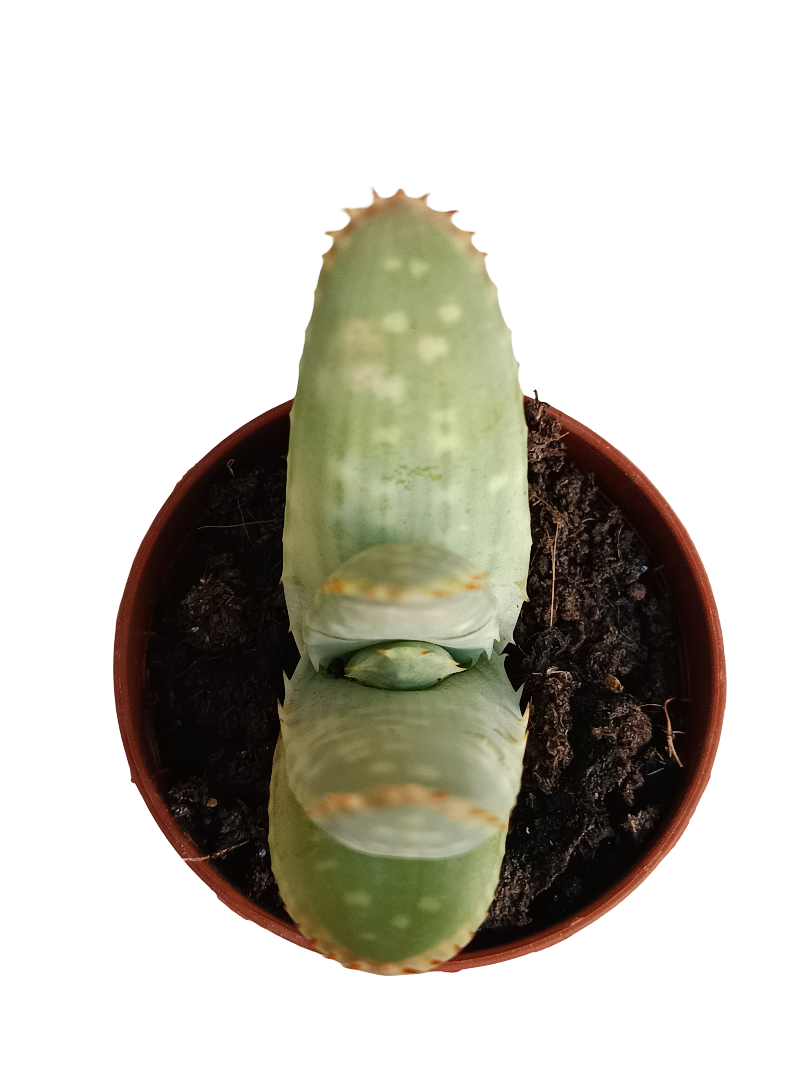 Aloe marlothii planta suculenta joven Ø5