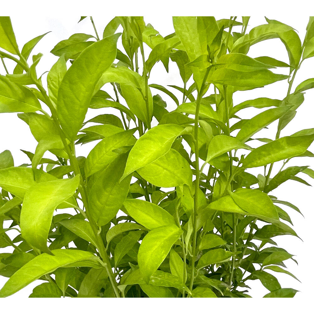 Galan De Noche M25 90cm (cestrum Nocturnum)_1