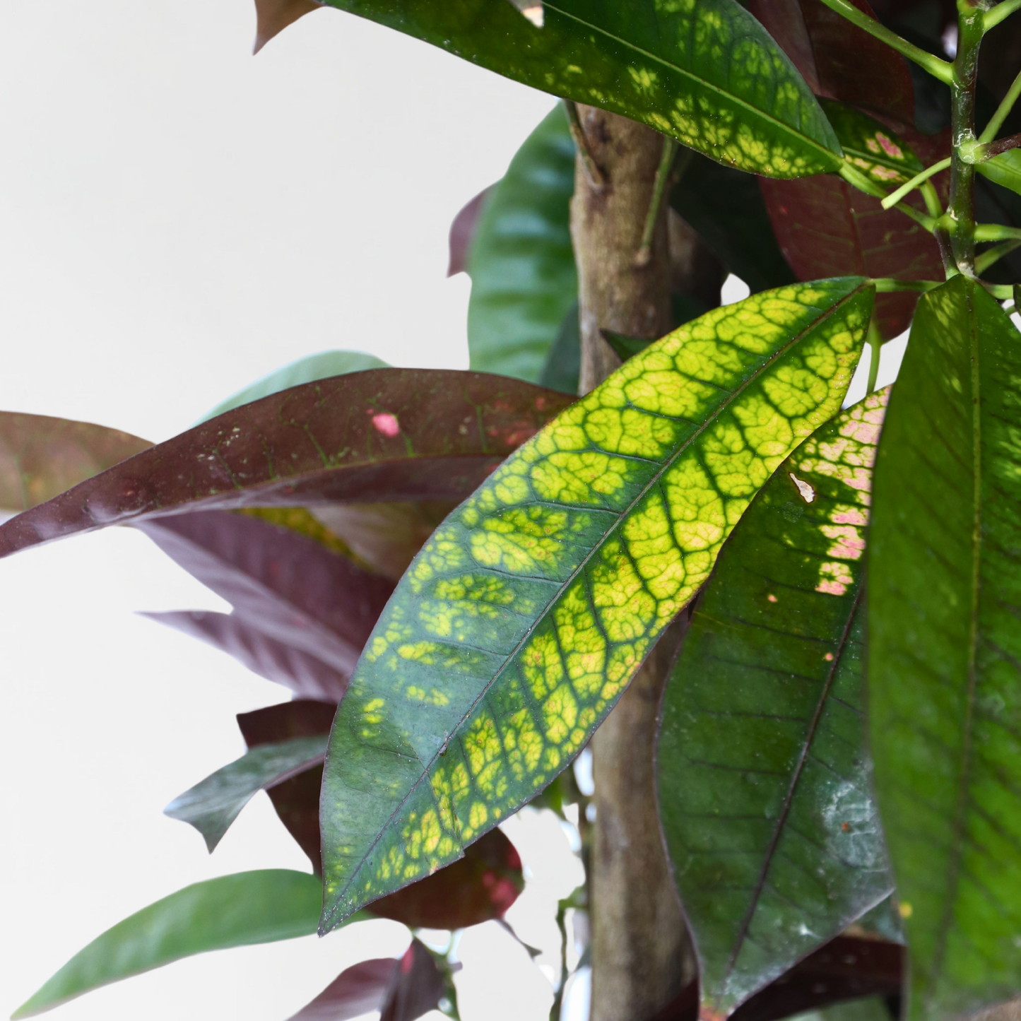 Croton - Codiaeum Variegatum 'mrs. Iceton' - Altura 140-150cm - ⌀31cm