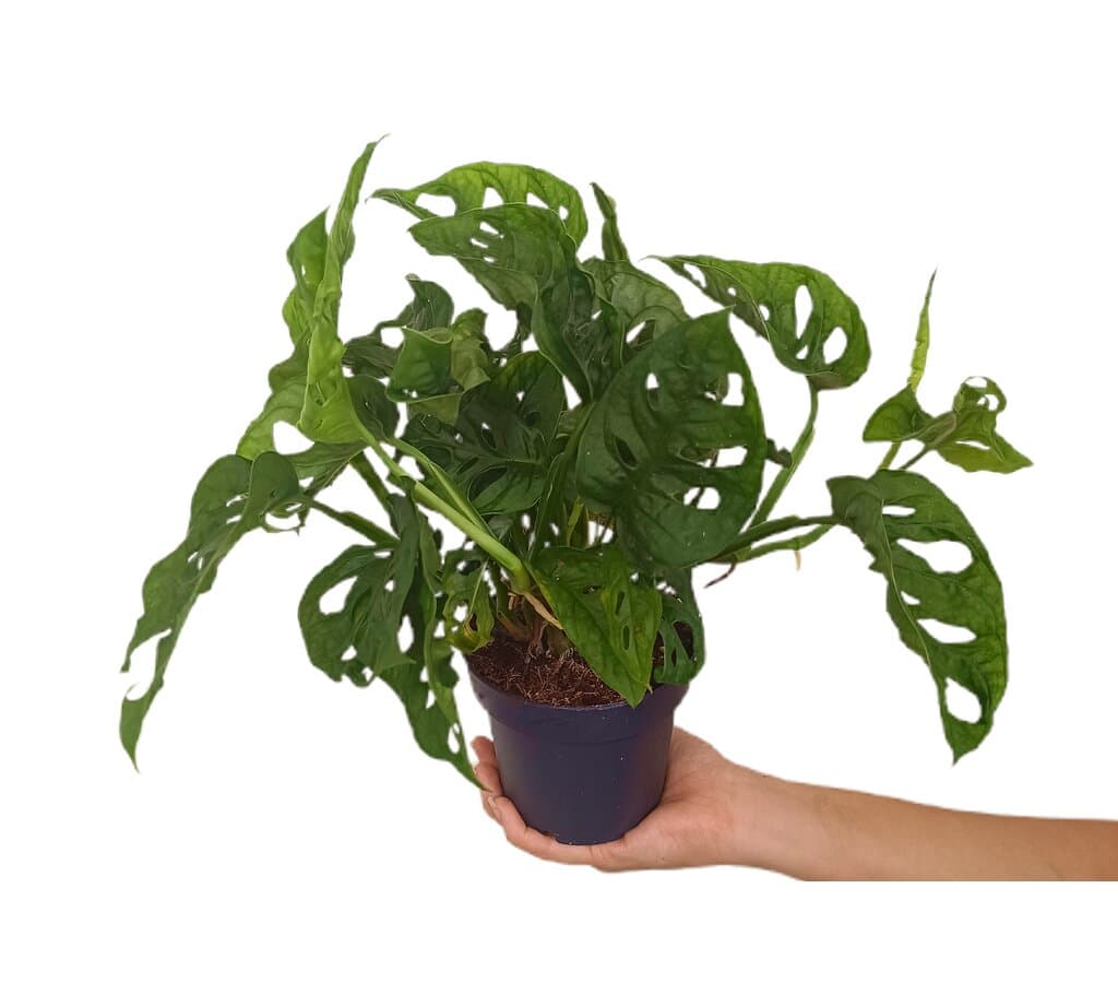 planta monstera obliqua cuidados Monstera Obliqua M12 en Planeta Huerto