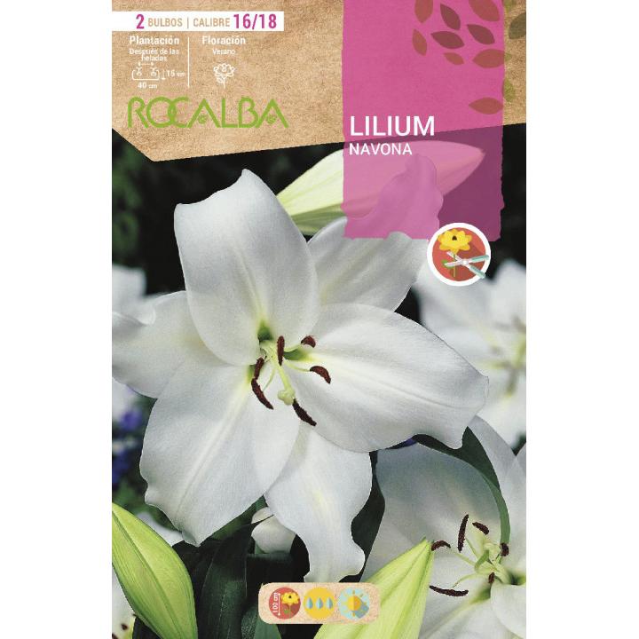 Bulbo Lilium asiatic blanco 2 unidades Rocalba