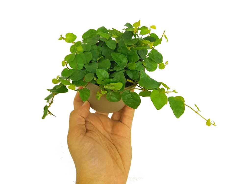 Ficus Pumila Green M9