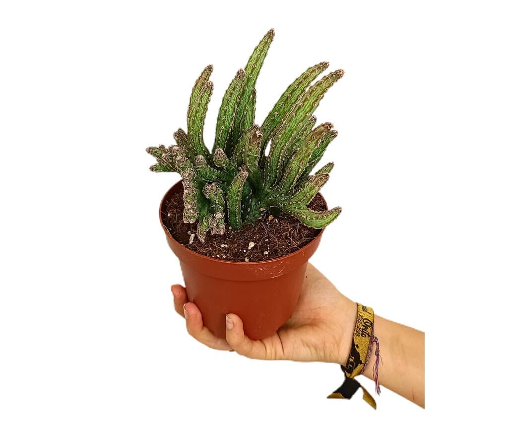 Cereus Spegazzinii M13_0
