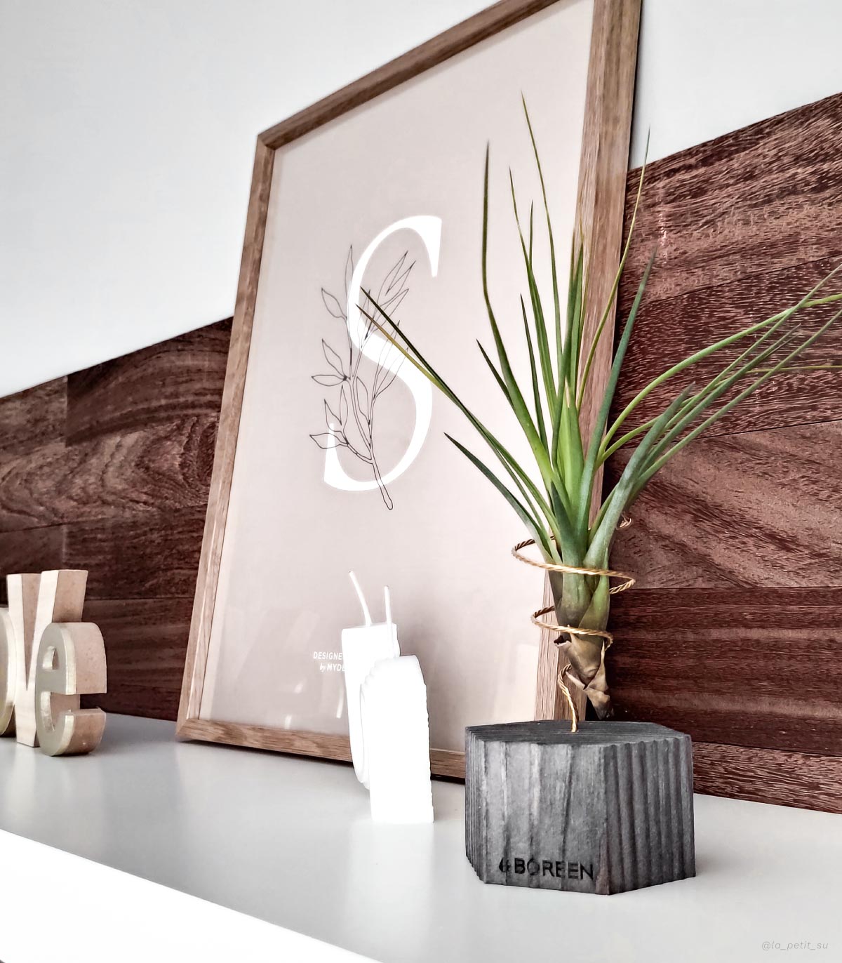 Planta De Aire Tillandsia Tricolor Con Hexágono De Madera_1