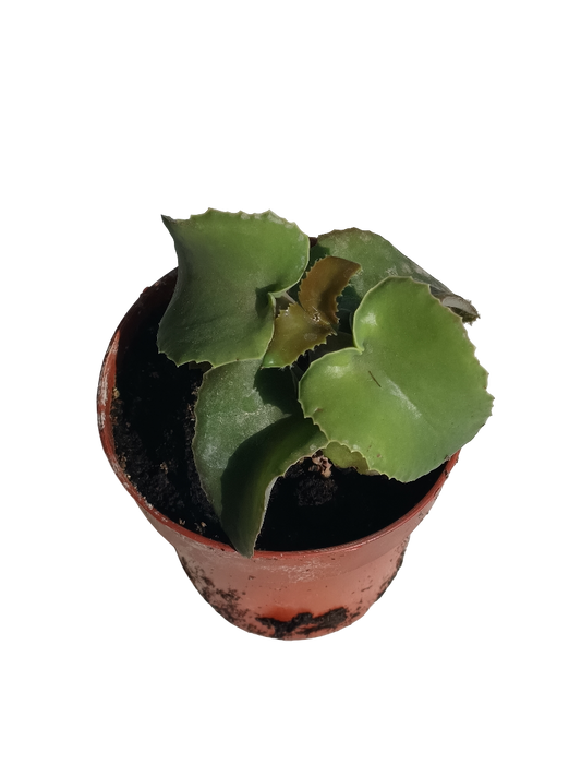 Kalanchoe Beharensis Nuda Planta Suculenta  Ø8 Cms