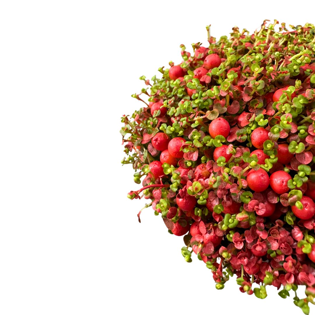 Nertera, La Planta De Interior Con Bayas_1