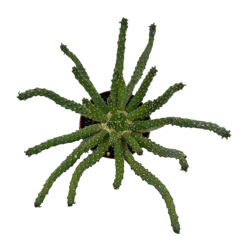 Euphorbia Inermis Cactus Y Suculentas
