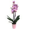 Orquidea Phalaenopsis Beaumont 3 Tallos M12 70cm