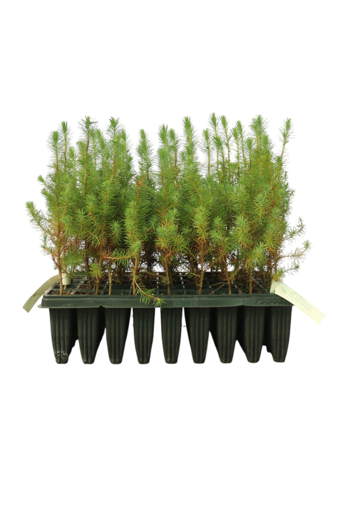 Pino Piñonero (unidades Sueltas Cepellón)_0