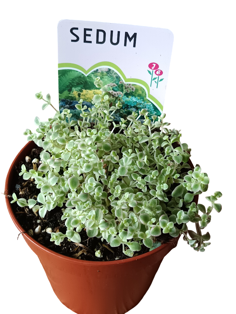 Sedum Little Missy Planta Suculenta Ø12_0