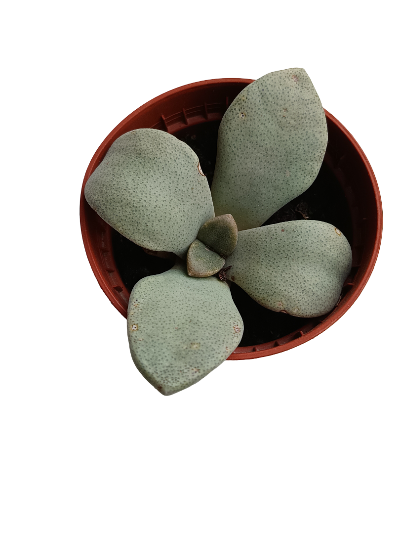 Aloinopsis Rubrolineata Planta Suculenta Ø5