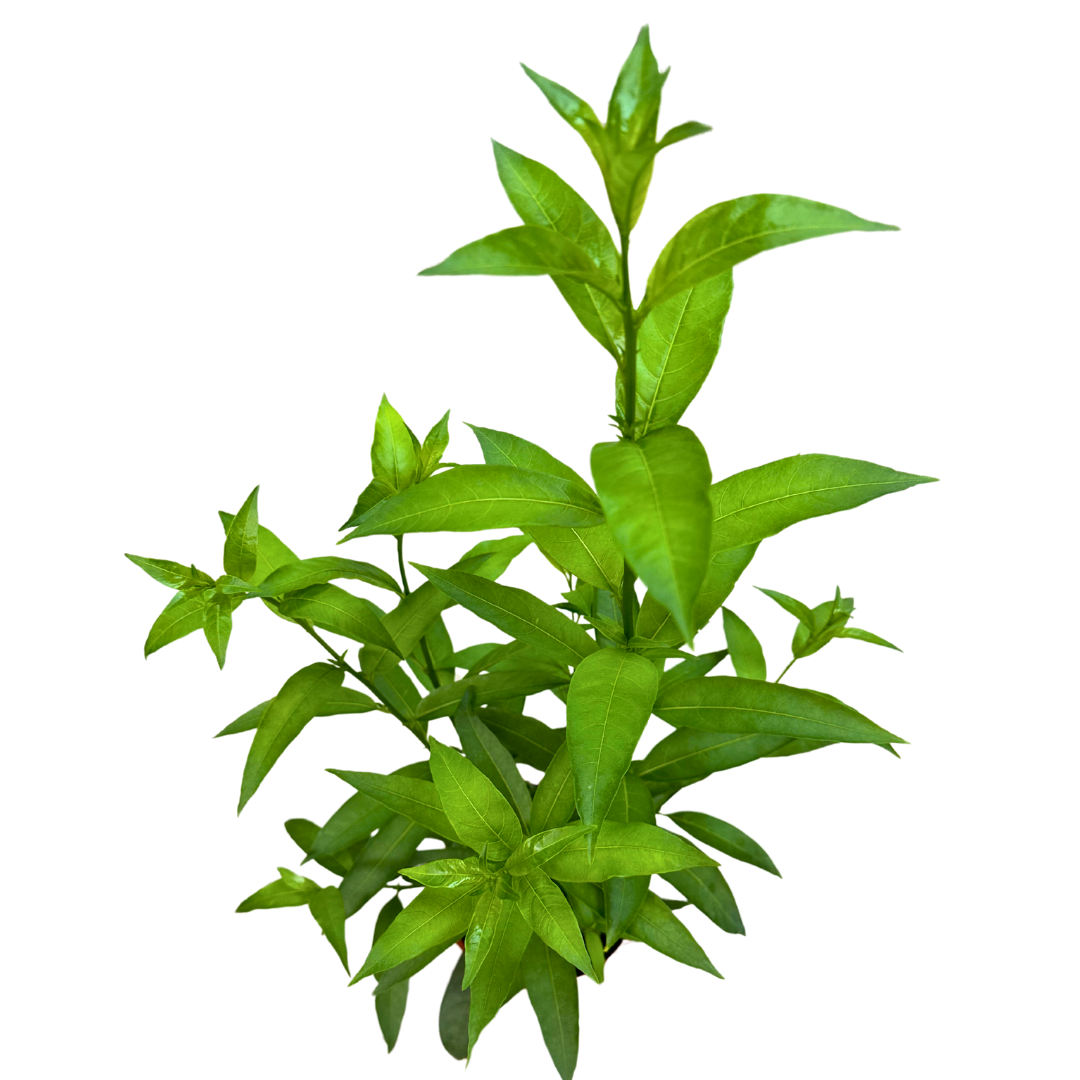 Galán De Noche M18_1