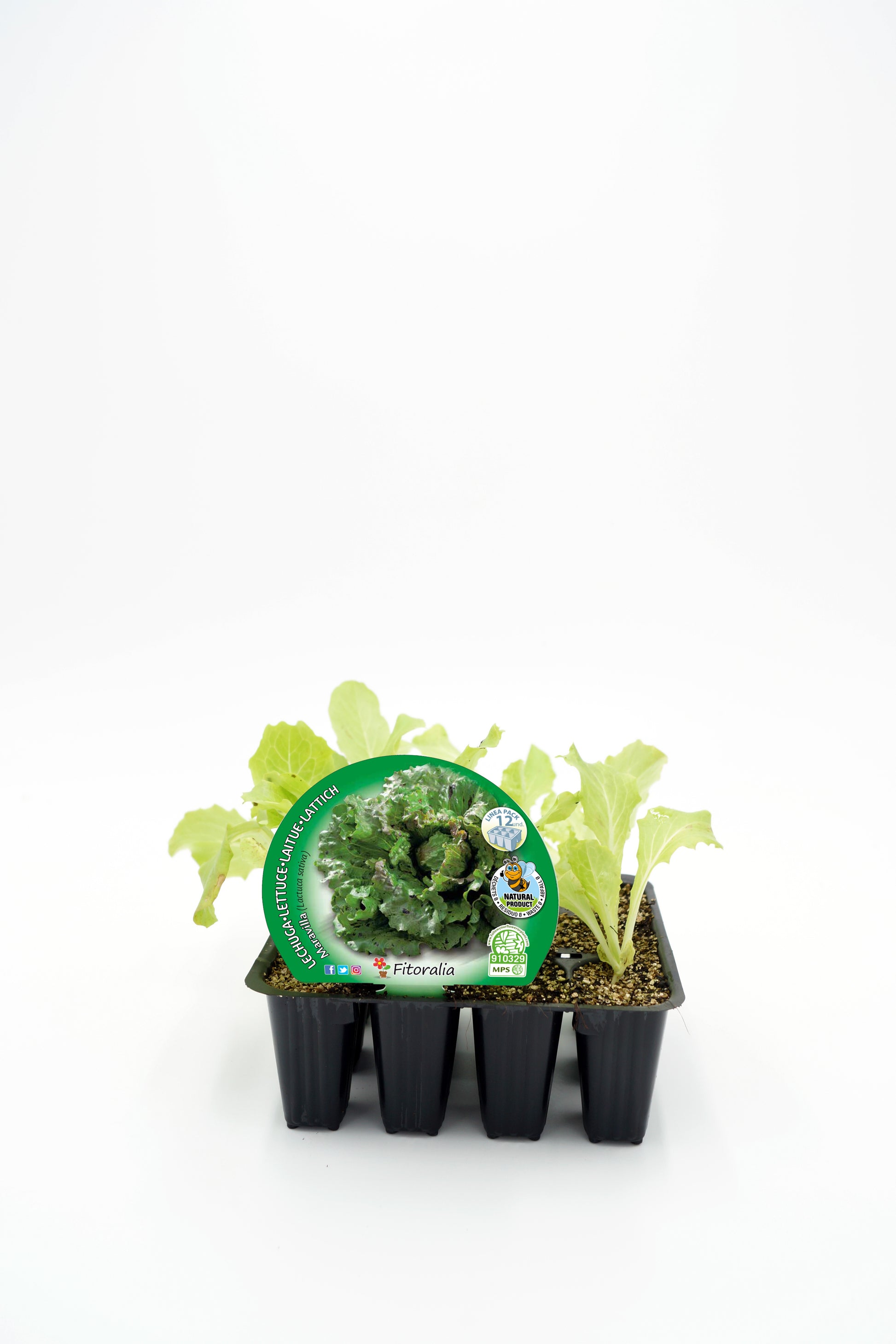 Pack Plantones Lechuga Maravilla 12 Ud. Natural - Fitoralia