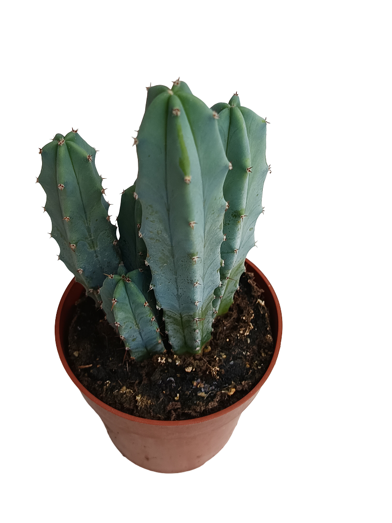 Myrtillocactus Geometrizans Cactus Azul Ø8