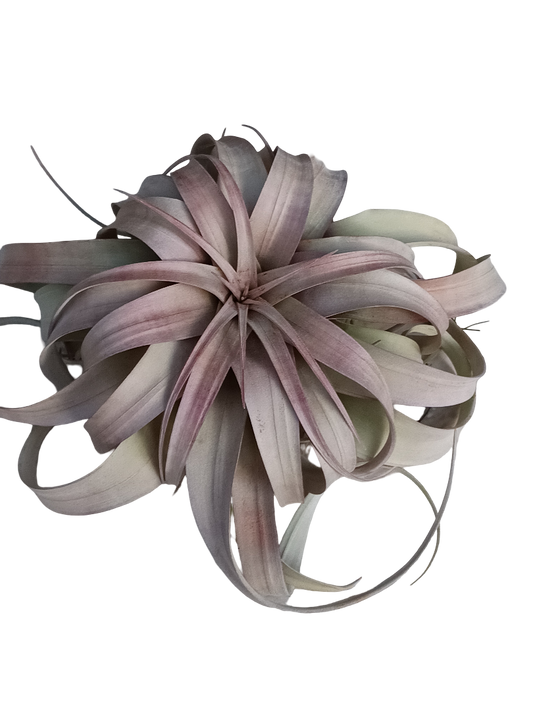 Tillandsia Xerographica Xl - Grande 20 Cms Planta