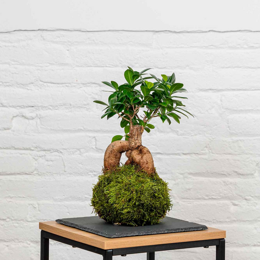 Kokedama Ficus Ginseng.