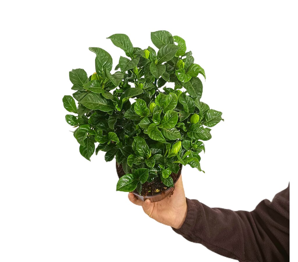 Gardenia Jasminoides M14_0
