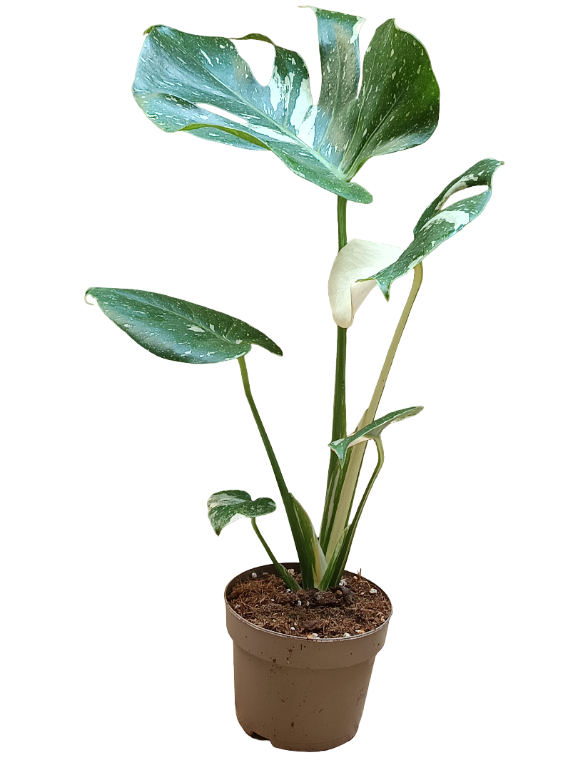 Monstera deliciosa VARIEGATA Planta joven Ø12_0