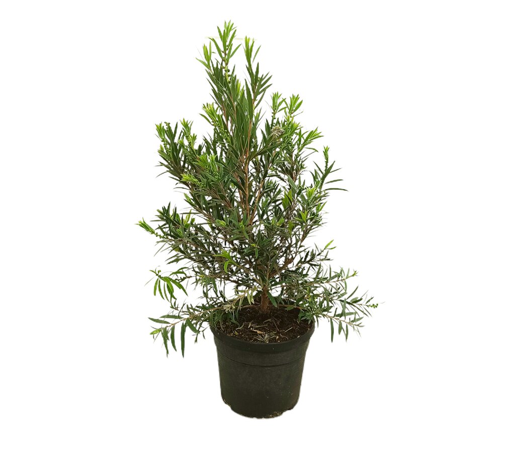 Callistemon Mini Red M19 60cm_0