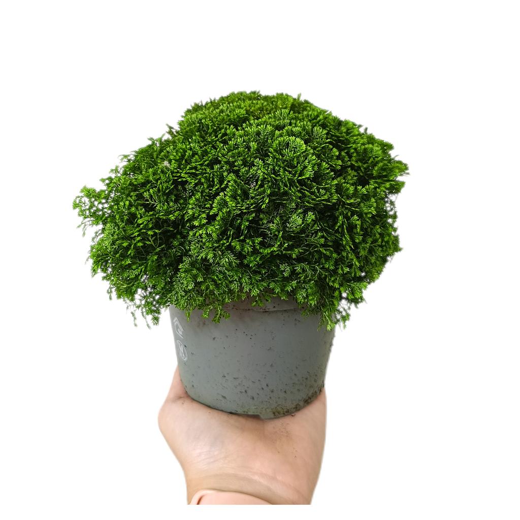 Selaginella Apoda M12_0