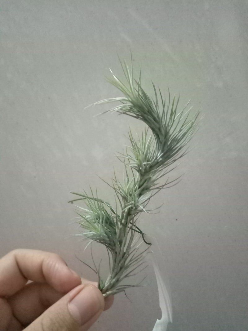 Tillandsia Funckiana Clavel Del Aire Colgante