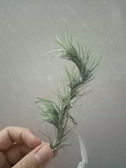 Tillandsia Funckiana Clavel Del Aire Colgante