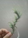 Tillandsia Funckiana Clavel Del Aire Colgante
