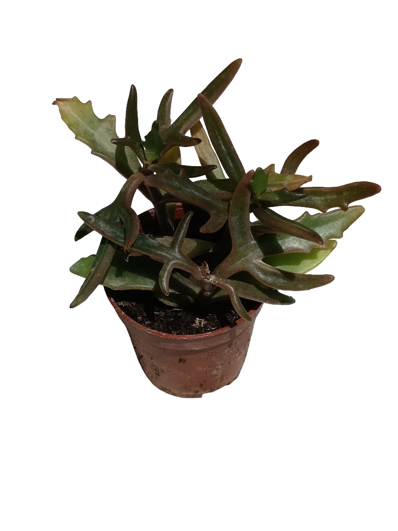Kalanchoe kewensis planta suculenta Ø5 Spider Flor Rosa
