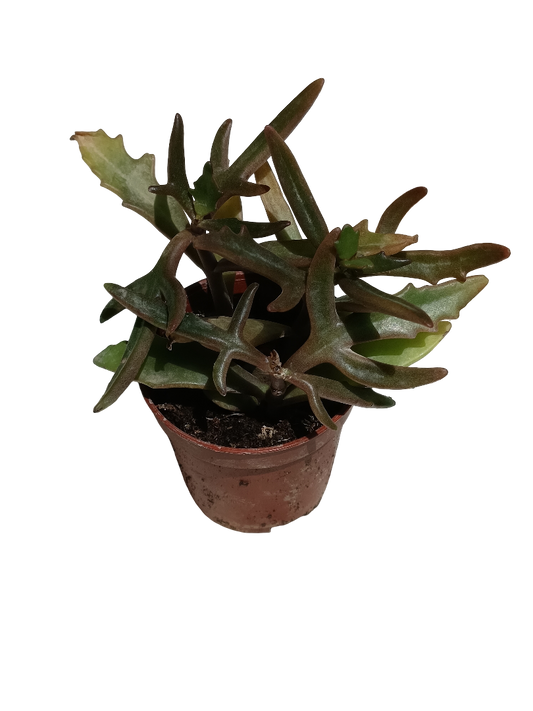 Kalanchoe kewensis planta suculenta Ø5 Spider Flor Rosa