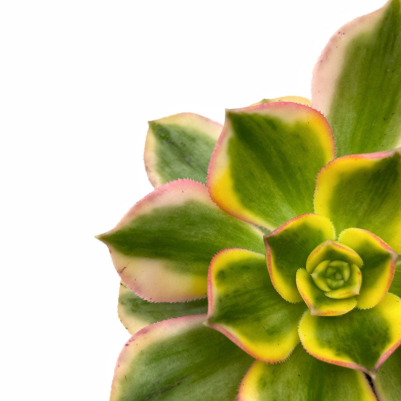 Aeonium Florescens Cactus Y Suculentas M8,5 cm Ø_2