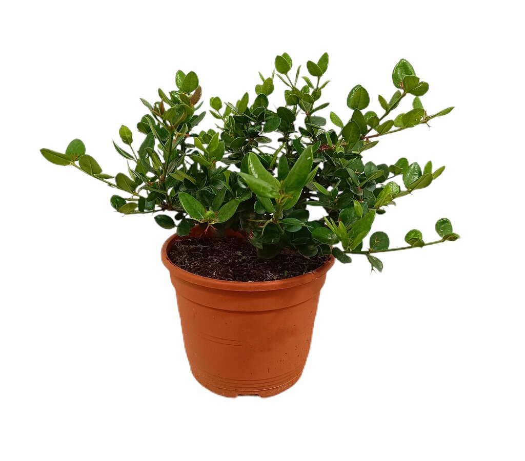 Carissa Macrocarpa M22 30cm