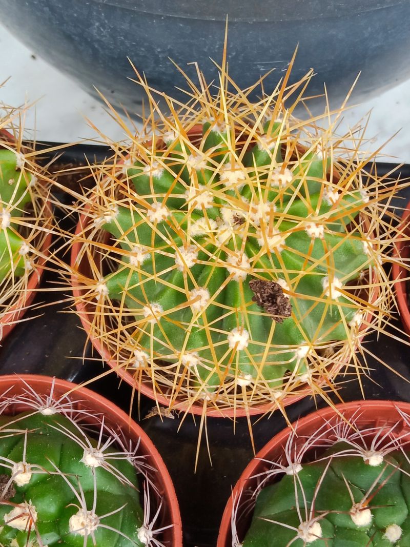 Ferocactus Schwarzii Cactus De Ø5 Cm