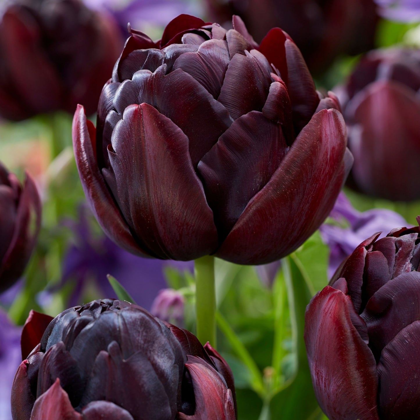 Bulbos De Tulipán - 15 Pzs - Tulipa 'black Hero' - Bulbos De Flores
