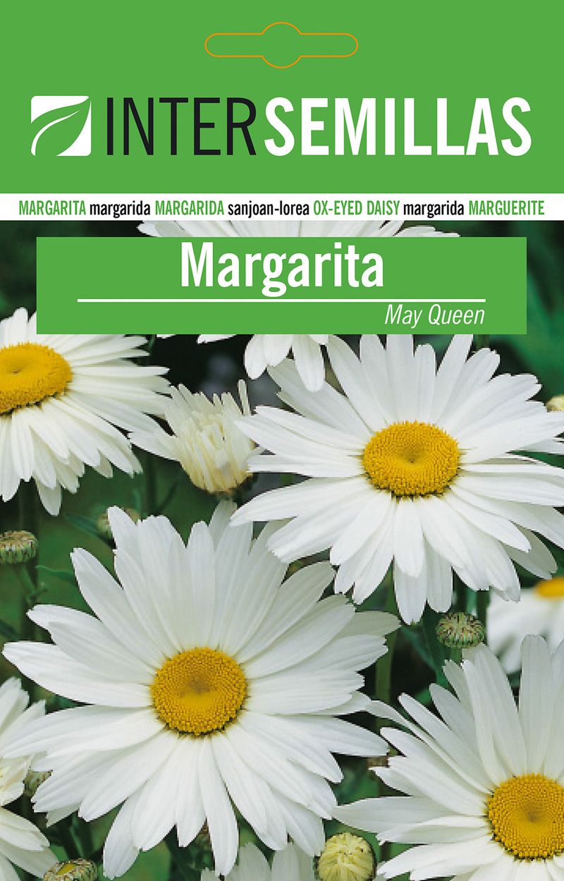 Sobre De Semillas De Margarita Blanca