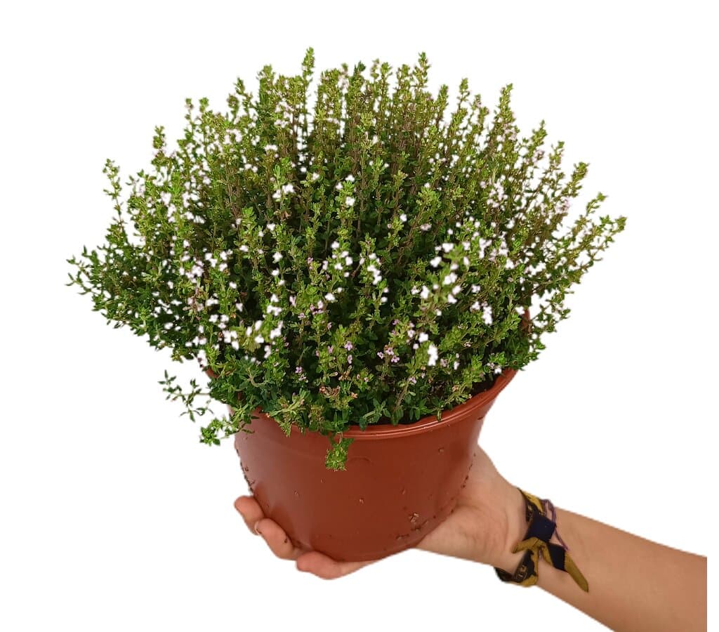 Tomillo Común M16 (thymus Vulgaris)_0