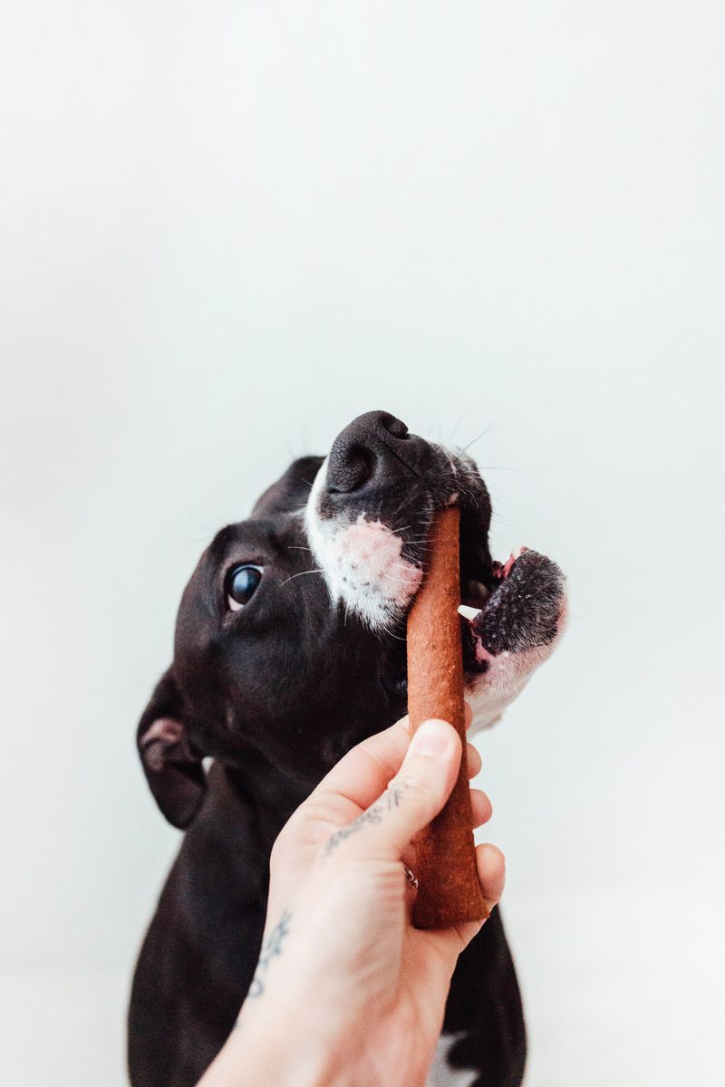 Bimordiscos Barritas De Salmón Para Perros Y Gatos.