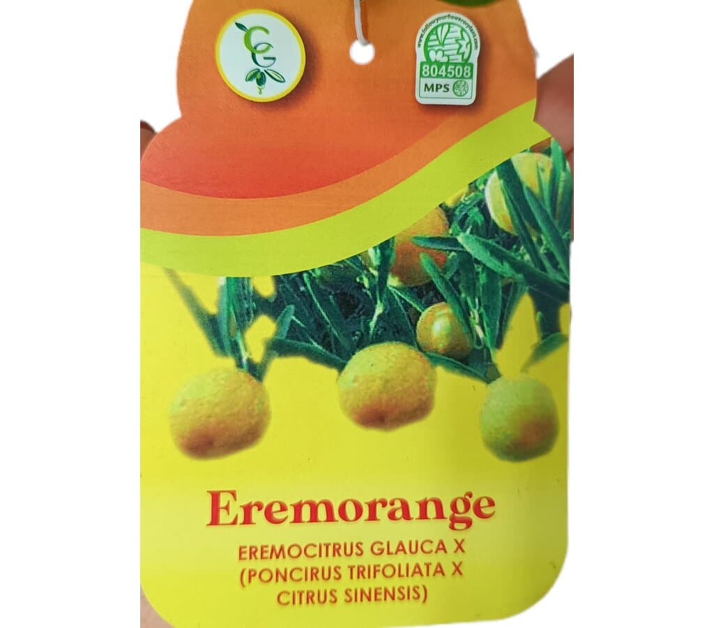 Citrus Caviar Glauca M21 (limón Caviar Chino)