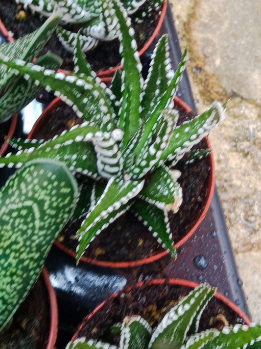Haworthia Fasciata Planta Suculenta Ø5 Cm