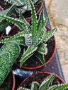 Haworthia Fasciata Planta Suculenta Ø5 Cm
