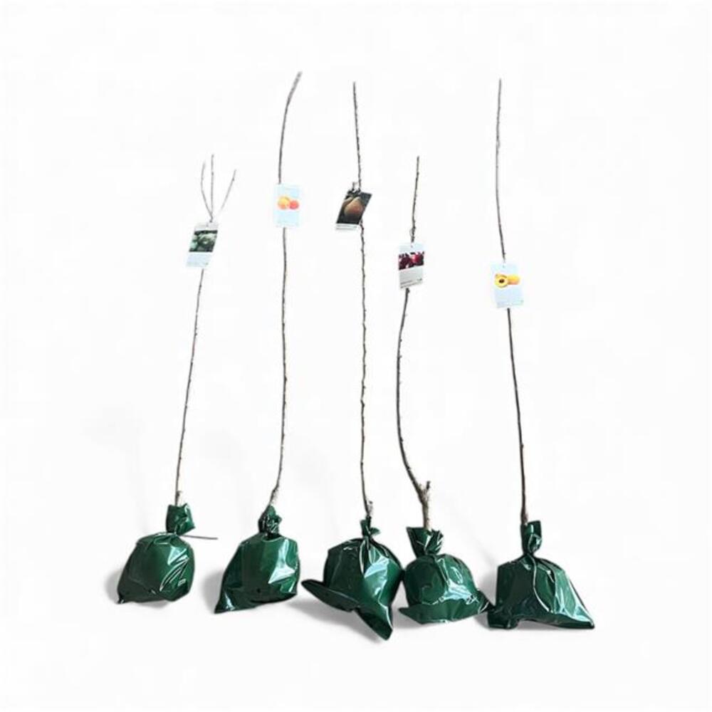 Granado Común Cepellon_0