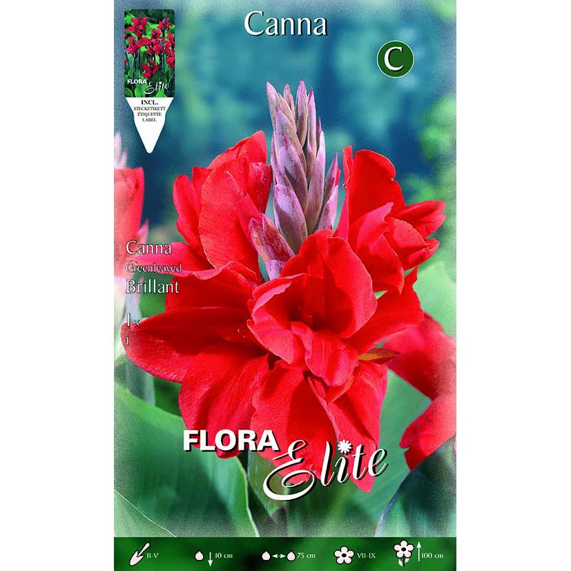 Bulbo Canna roja hoja oscura 1 ud