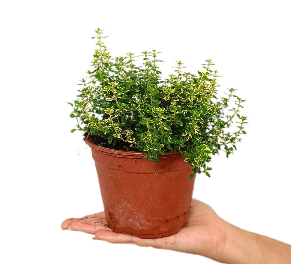 Tomillo Limón M13 (thymus Citrodorus)