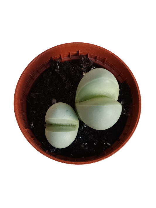 Gibbaeum heathii planta suculenta Ø5 Lithops