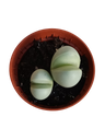 Gibbaeum heathii planta suculenta Ø5 Lithops