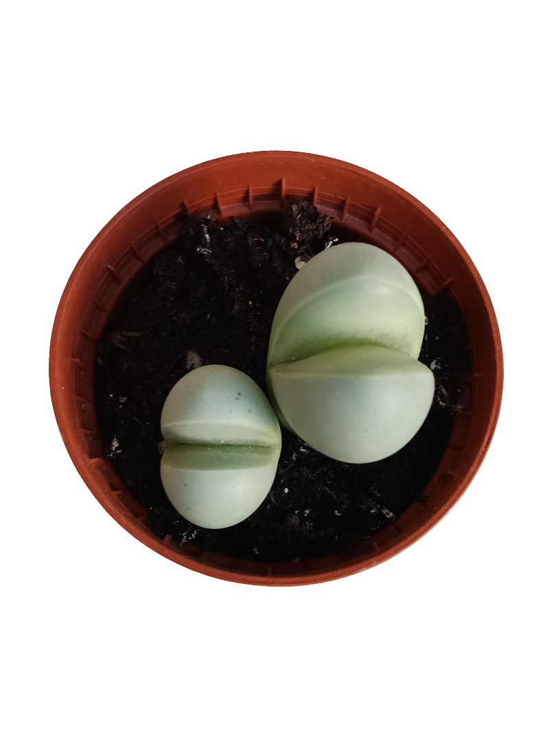 Gibbaeum Heathii Planta Suculenta Ø5 Lithops_0