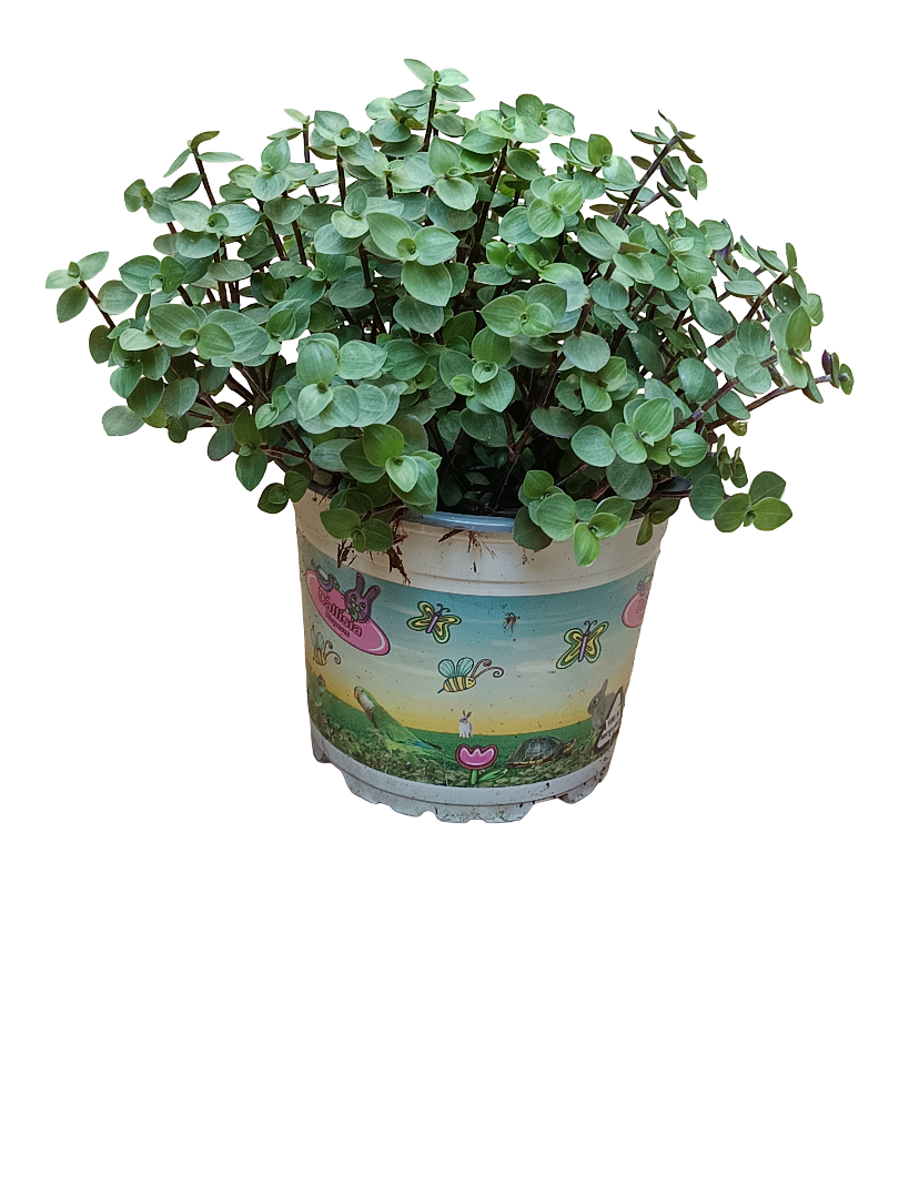 Tradescantia Minima Ø12 Planta Colgante De Interior_0