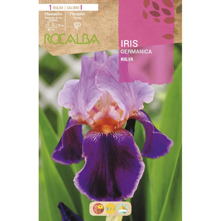 Bulbo Iris Germánica Malva 1 unidad (I)